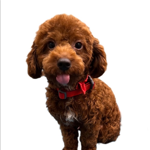 Meet your Posher, Switza - Picture 5 of 5